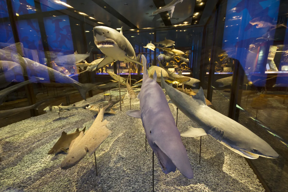In the Vienna Museum of Natural History, the light controls for the 4 to 6 metre long and 3 metre high shark cabinet are