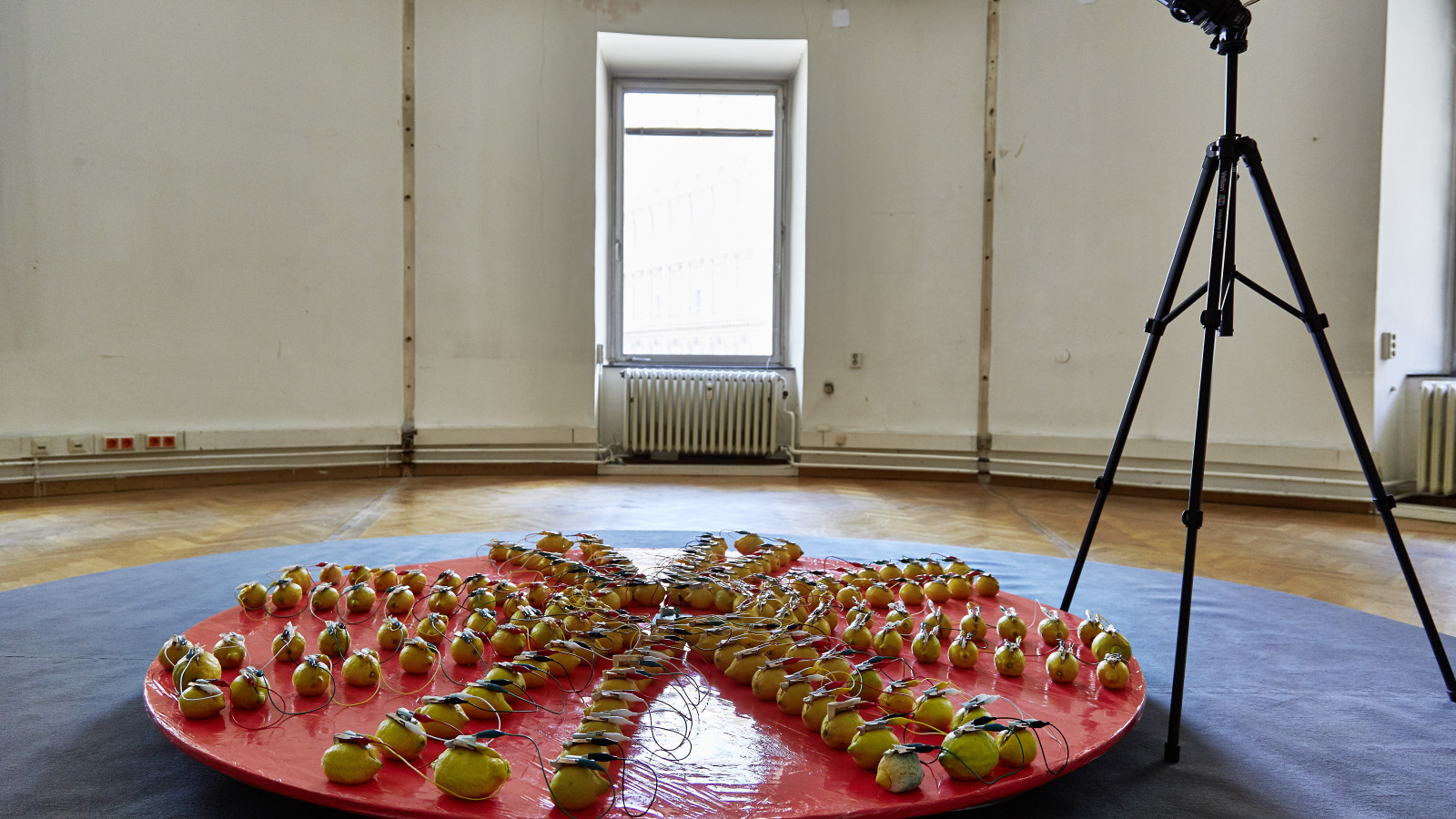 “Circuit Training”, “Fruitloop” by Andreas Budak, 2017, photo: Peter Kainz